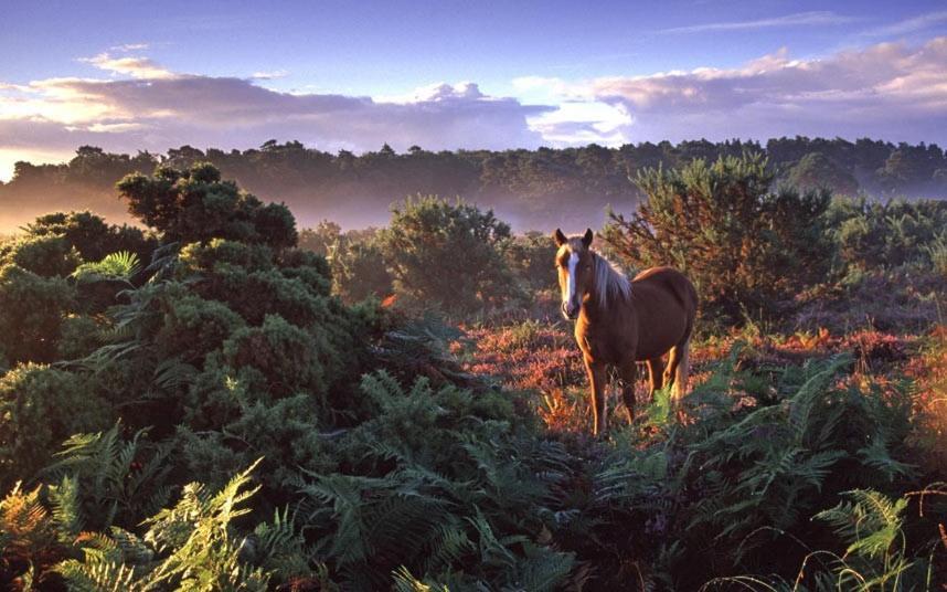 The Knightwood Oak A Luxury King Size En-Suite Space - Lymington New Forest With Totally Private Entrance - Key Box Entry - Free Parking & Private Outdoor Seating Area - Town ,Shops , Pubs & Solent Way Walking Distance & Complimentary Breakfast Items 外观 照片