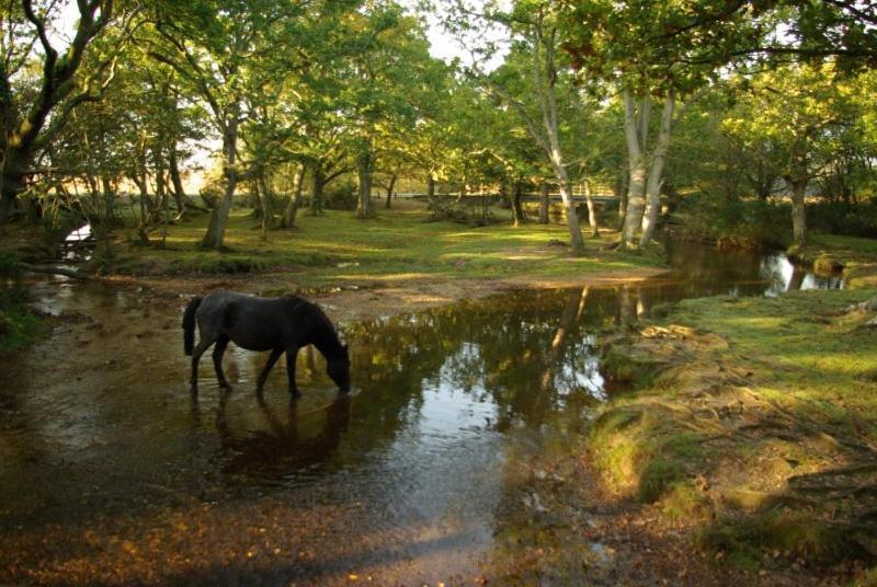 The Knightwood Oak A Luxury King Size En-Suite Space - Lymington New Forest With Totally Private Entrance - Key Box Entry - Free Parking & Private Outdoor Seating Area - Town ,Shops , Pubs & Solent Way Walking Distance & Complimentary Breakfast Items 外观 照片